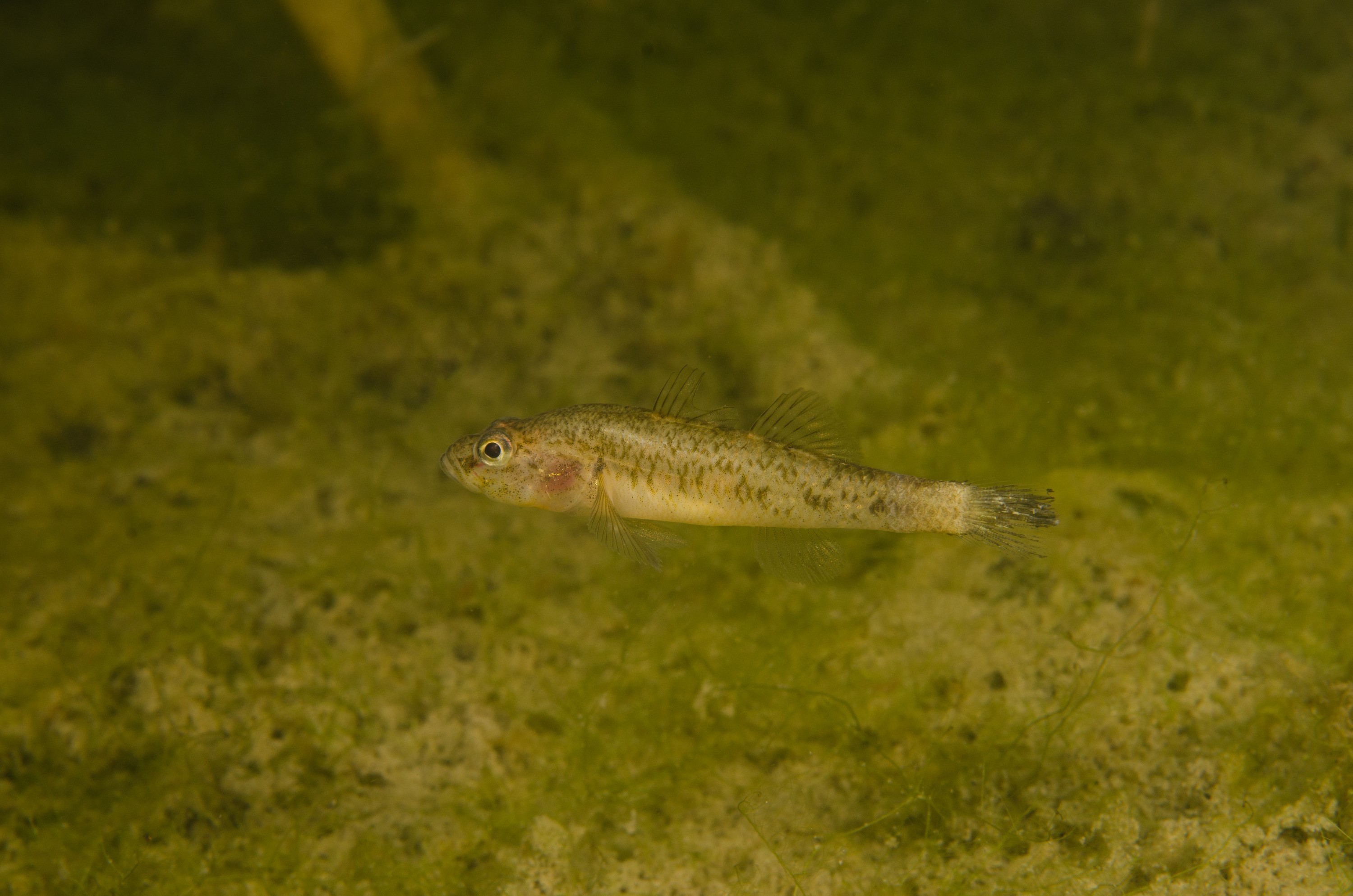 DSC_0801 – Northland NZ., bully, crispin, freshwater, new, northland, nz, zealand, JAN17